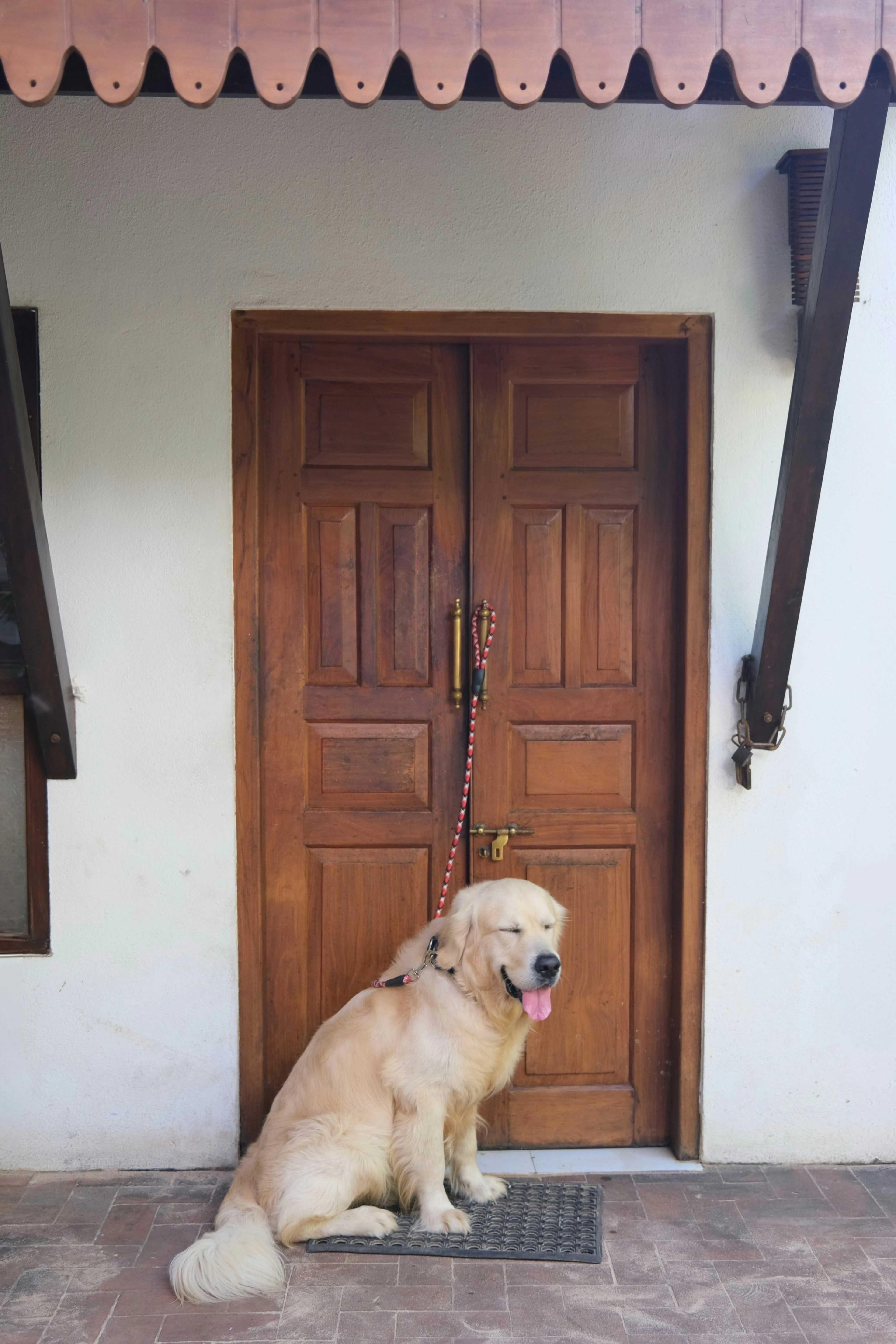 Golden retriever — Village Mortgage offers warm, welcoming service